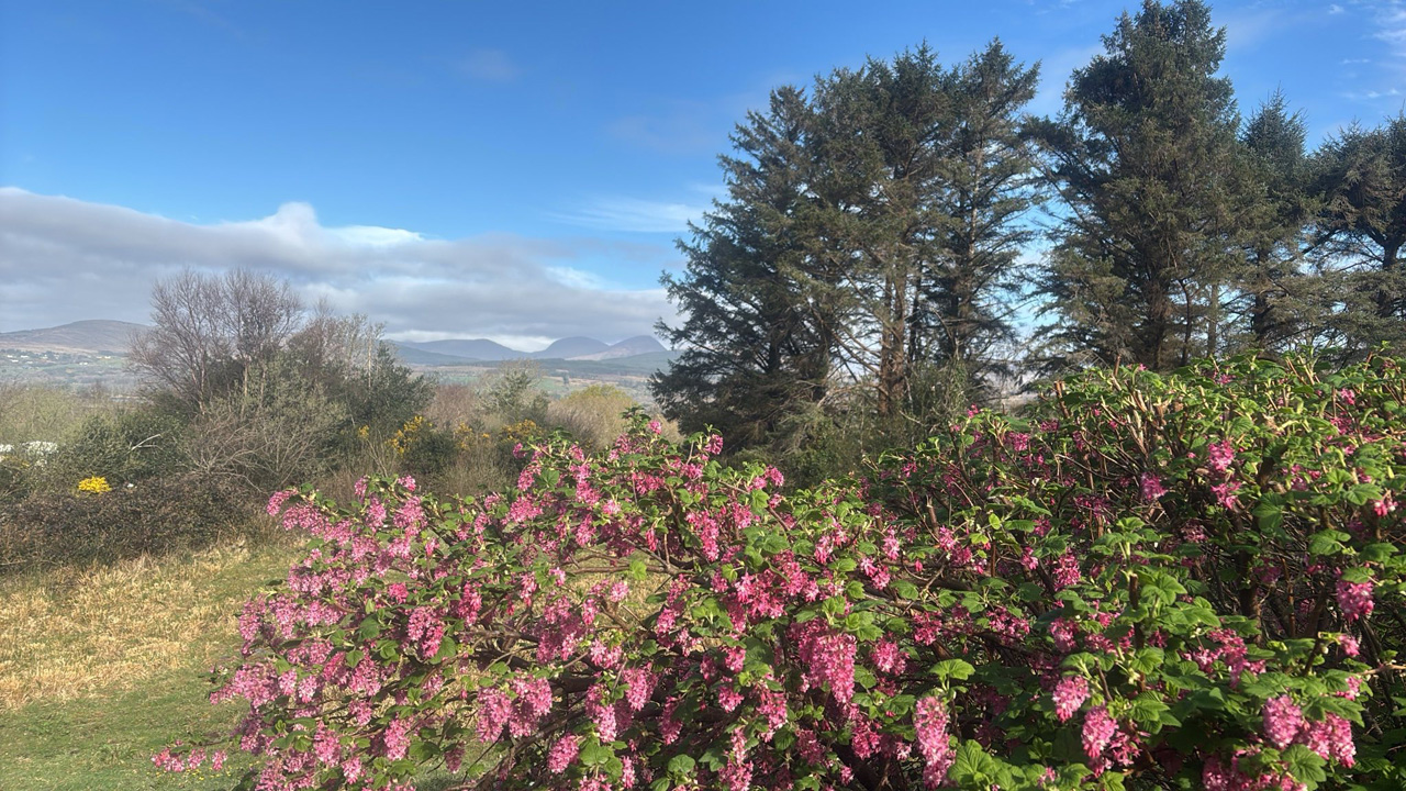 flowering bush